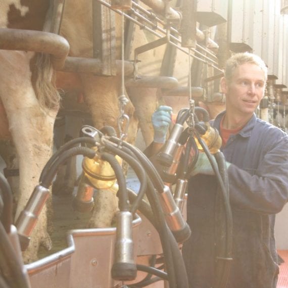 Farmer Koen milks the cows.