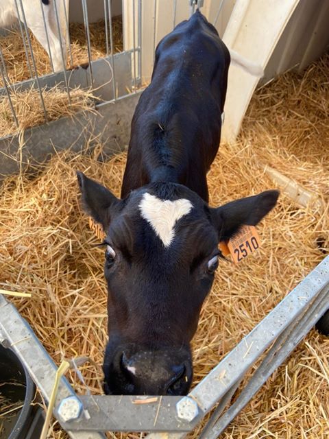 A calf from koen and Annick's farm. 