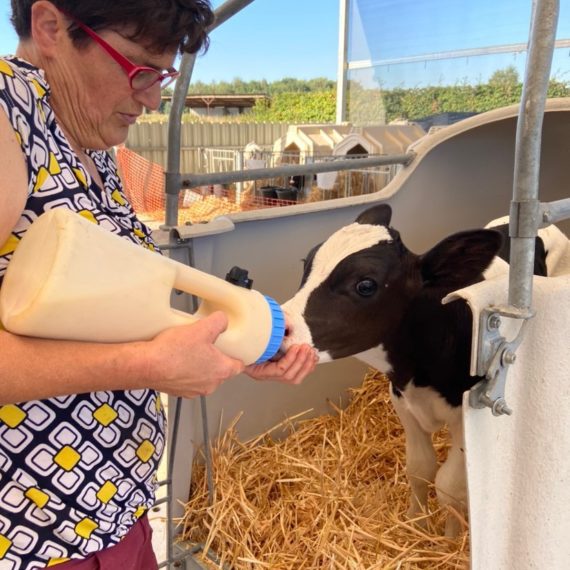 Farmer Annick feeds a calf.