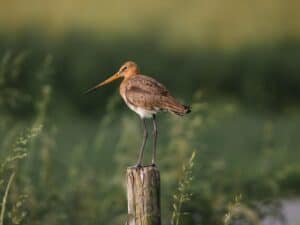 Grutto, aubroek berlare