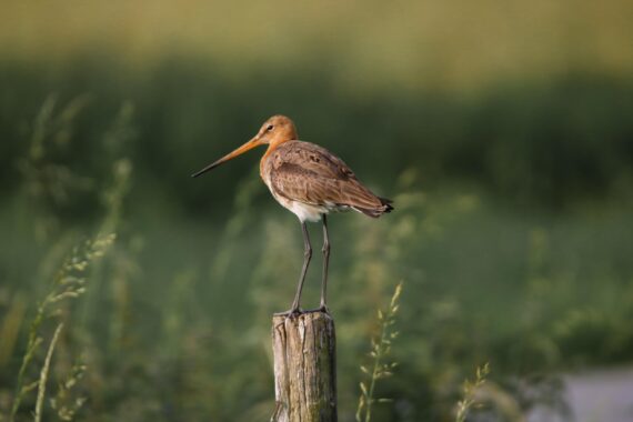 Grutto, aubroek berlare