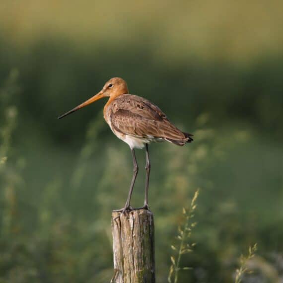 Grutto, aubroek berlare