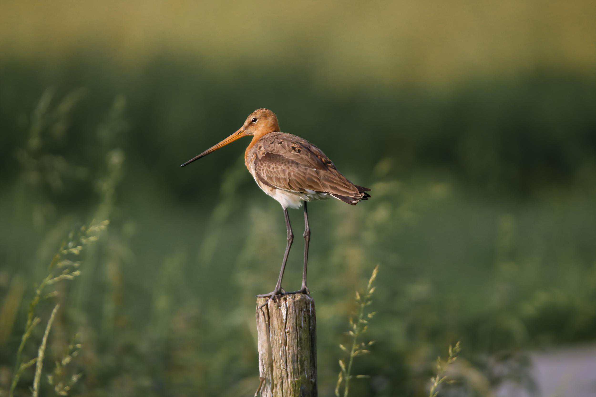 Grutto, aubroek berlare