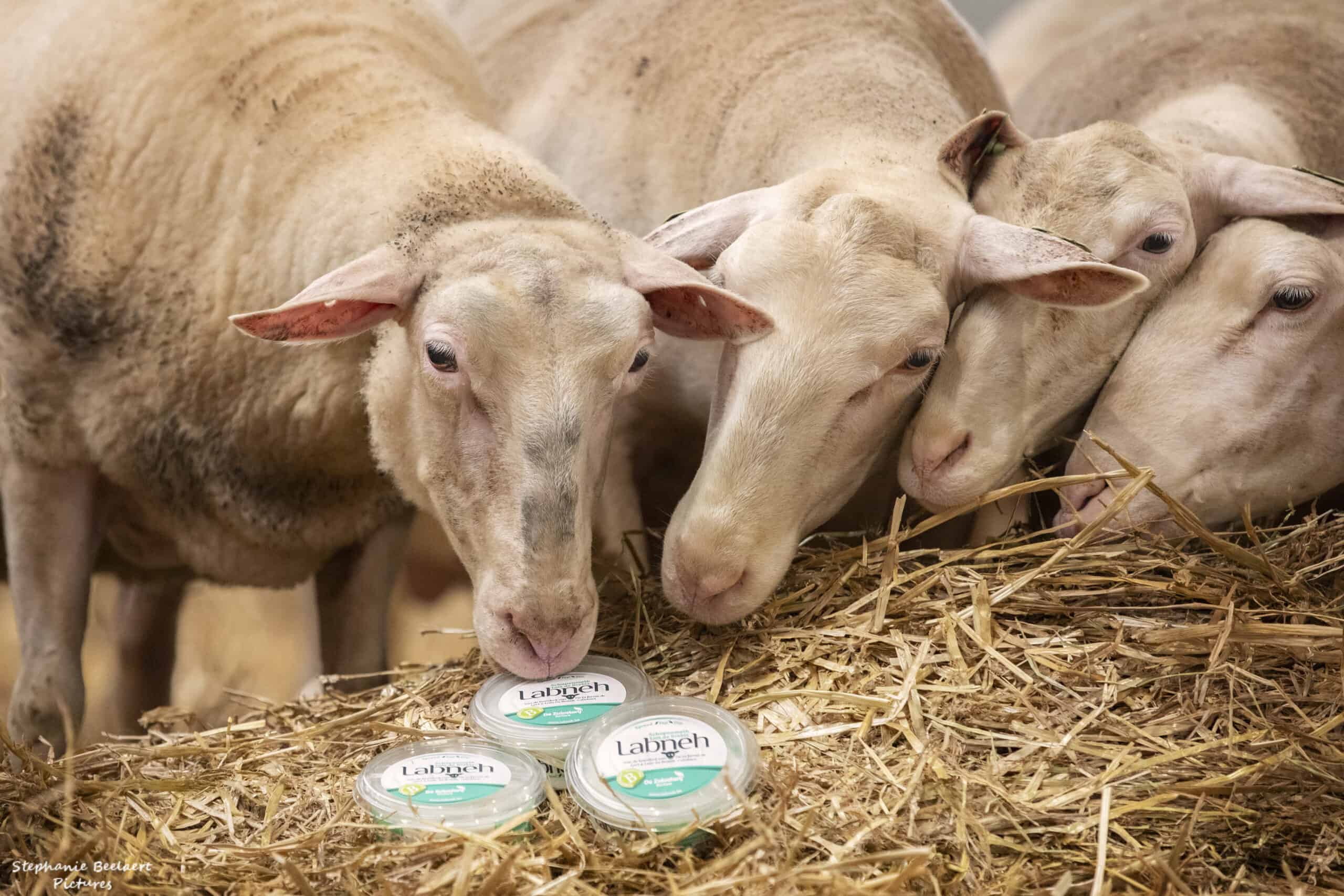 Koeien die labneh eten in de zuivelboerderij.